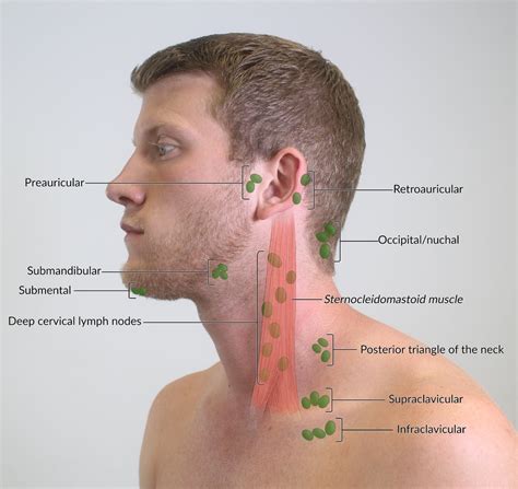 How To Drain Lymph Nodes Behind Ear - Best Drain Photos Primagem.Org