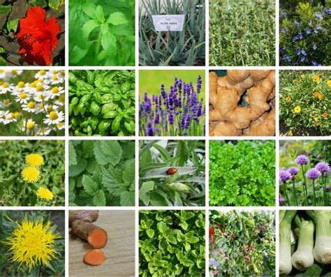 These 10 Medicinal Weeds May Be Growing in Your Backyard (Video ...