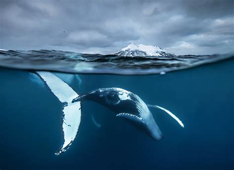 Unforgettable underwater photography - in pictures | Whale, Underwater ...