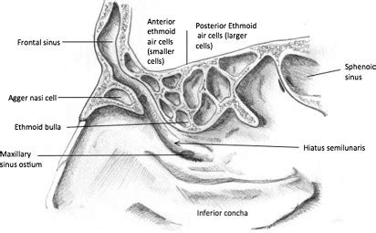 Surgical Anatomy of the Nasal Cavity and Paranasal Sinuses - Oral and ...