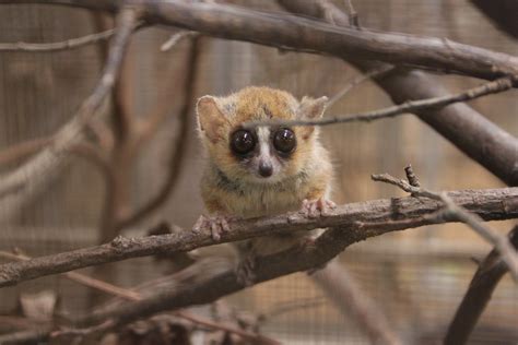 Goodman's mouse lemur (Microcebus lehilahytsara) - ZooChat