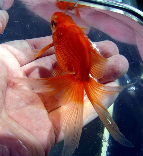 File:Butterfly Goldfish 01.JPG - Wikimedia Commons | 魚