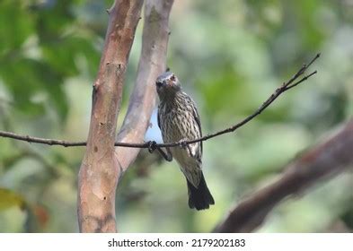 785 Birds Eat Ants Images, Stock Photos & Vectors | Shutterstock