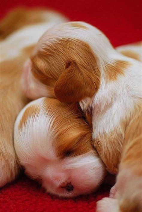 40 Incredibly Cute Baby Animal Pictures around the World | Cutest Puppy ...