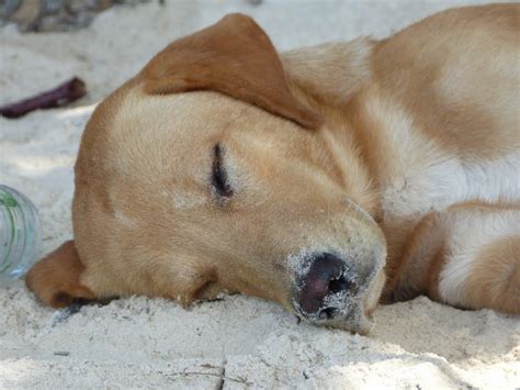 Lazy Dog Free Stock Photo - Public Domain Pictures