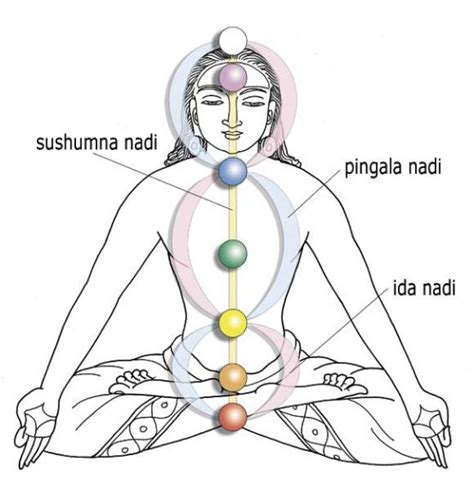 ida and pingala - Yoga Doctors