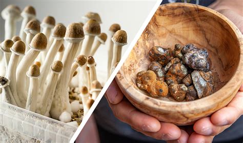 The differences between magic mushrooms and magic truffles explained