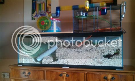 Gerbil Housing Pictures II | The Gerbil Forum