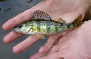 Eurasian Ruffe – Invasive Species Centre