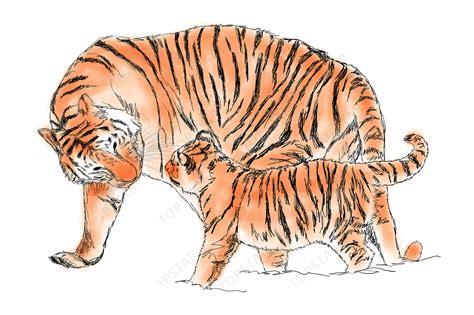 Tiger Mom Tiger Cub Drawing Colored Gráfico por Topstar · Creative Fabrica