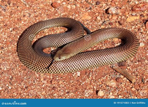 Mulga Snake stock image. Image of venomous, elapid, wildlife - 191571083