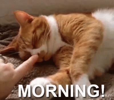 Morning Cat GIF - Goodmorning Morning Cats - Discover & Share GIFs