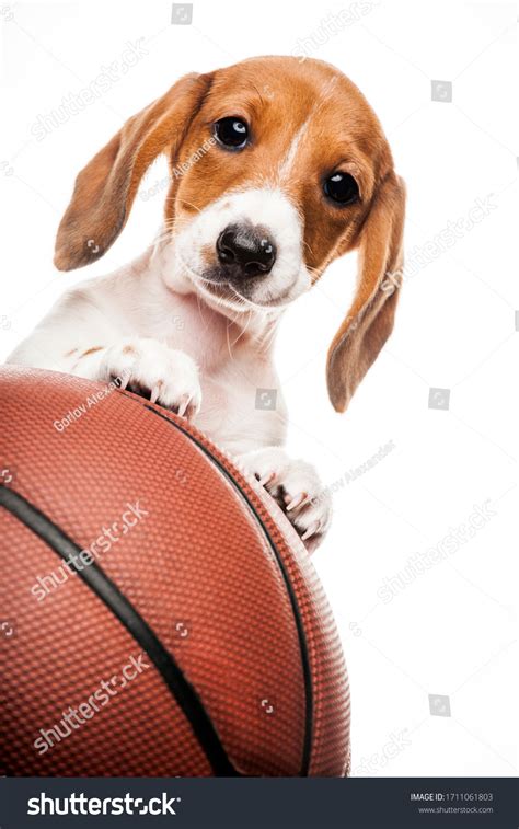 Image Dog Basketball White Background Stock Photo 1711061803 | Shutterstock