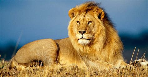 African Lion: Facts about the King of the Jungle | Safari Avventura