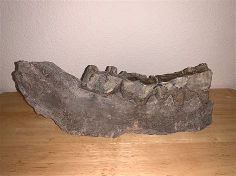 Woolly Rhino fossils for sale – Jako's Fossil Emporium