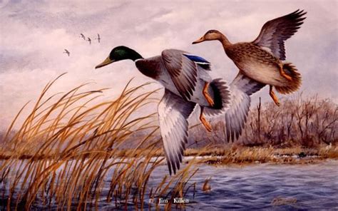 Waterfowl Paintings by Jim Killen 23 | Duck art, Waterfowl art, Bird art