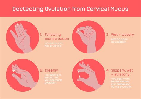 Cervical Mucus: What To Look For When Ovulating – My Expert Midwife