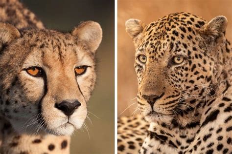 Cheetah vs Leopard: The Difference Between Their Speed & More