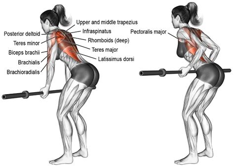 The Essential 8: Multi-joint Exercises & Training Splits That Will Get ...