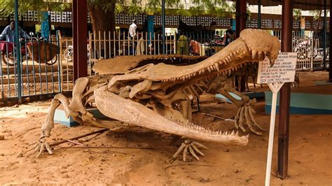 Sarcosuchus: The 40-Foot-Long Prehistoric Monster Crocodile That Hunted ...