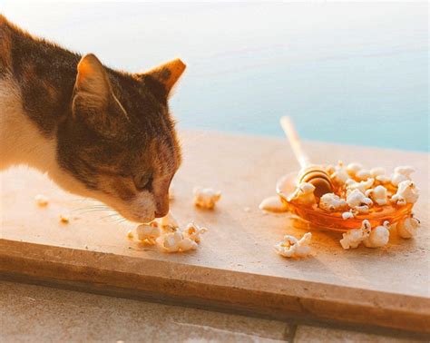 An antioxidant boost or a sweet poison—can cats eat honey?