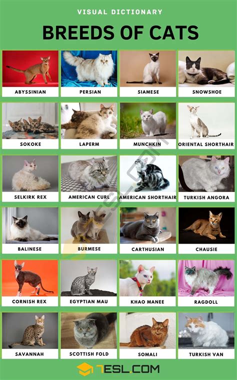 List of Cat Breeds with Pictures • 7ESL