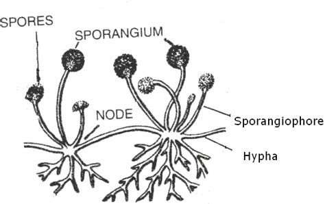 How does spore formation take place in fungi? - o538ctd33