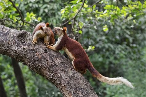 " शेकरू " (Indian Giant squirrel) of Western ghats, Bhimashankar ...