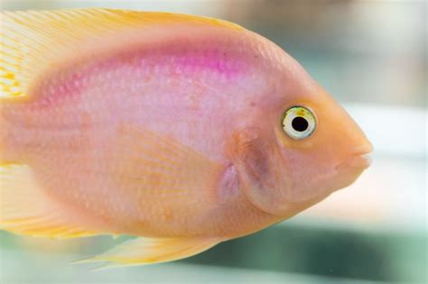 Premium Photo | Parrot Fish. The aquarium blood parrot cichlid (or more ...