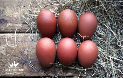 6 NEW HAMPSHIRE RED EGGS – Breck Top Farm