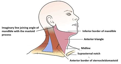 Anterior Triangle of Neck – Submental and Muscular Triangles – Anatomy QA