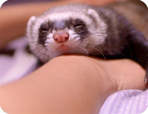 Ferret Toys' Environmental Impacts & 3 Eco-Friendly DIY Ferret ...