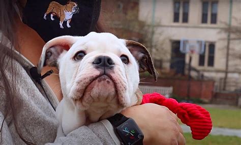 Meet Yale University's Newest Mascot, Bulldog Handsome Dan XIX