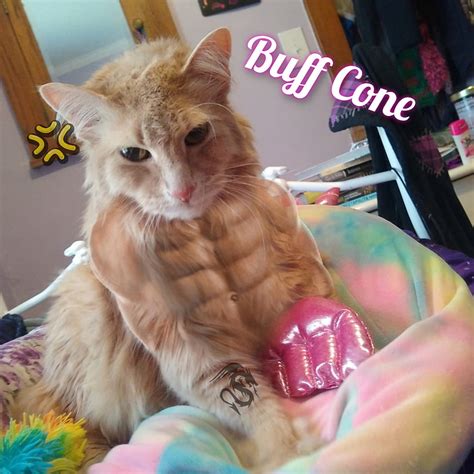 Buff Cat, boredom, meme, Kitty, funny HD phone wallpaper | Pxfuel