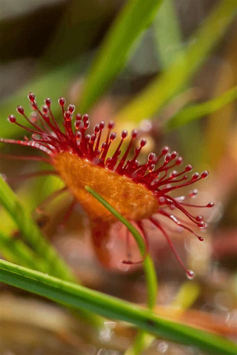 How To Care for Sundew Plants #1 Best Guide