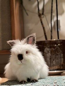 Lionhead rabbit - Wikiwand