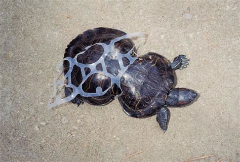 Heartbreaking Photos Show What Your Trash Does To Animals | HuffPost