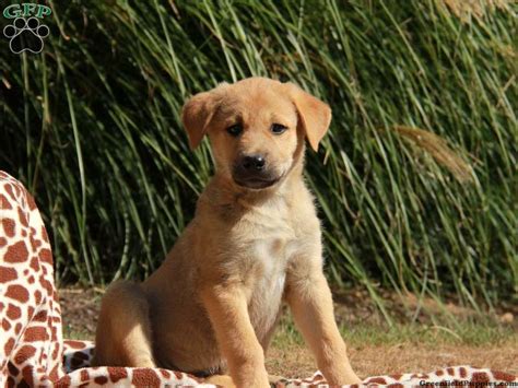 Anatolian Shepherd Mix