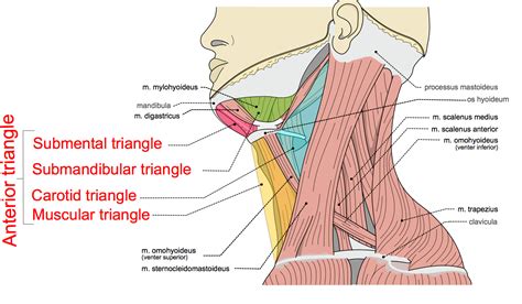 Triangles of the Neck Part 1 - The Anterior Triangle - Medical Exam Prep