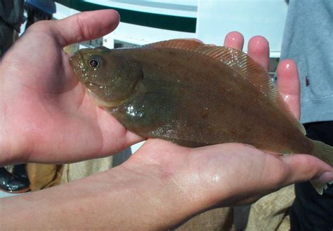 Pacific Sanddab | California Sea Grant