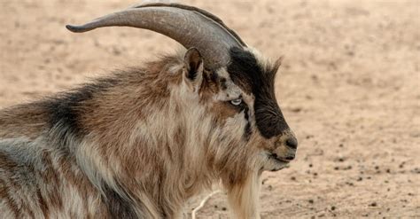 African Goat Breeds