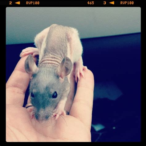 My new Semi hairless baby. : RATS