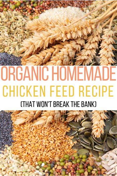 Organic Homemade Chicken Feed Recipe (That Won't Break The Bank ...