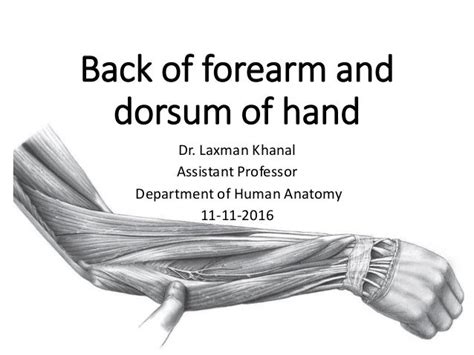 Anatomy of Back of fore arm and dorsum of hand