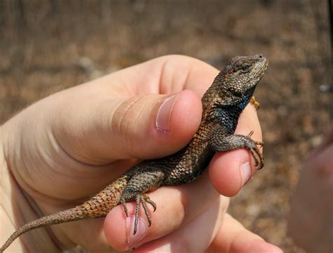 On the Subject of Nature: Eastern Fence Lizards