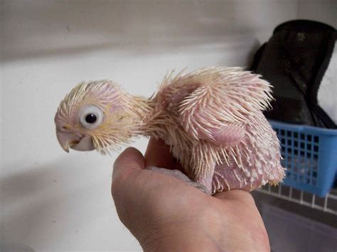 Goffin Cockatoo at 1 month old | Taken 12-18-05 baby is 31 d… | Flickr