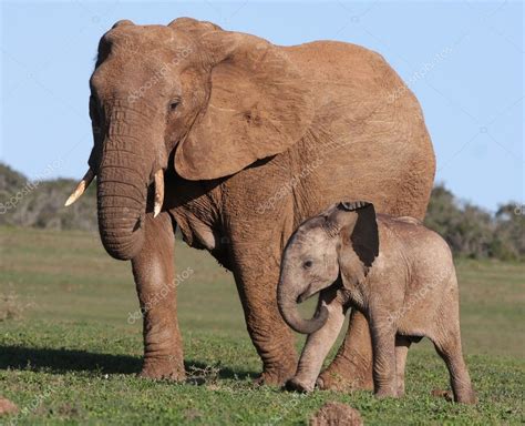 African Elephant Baby and Mom Stock Photo by ©fouroaks 2307710