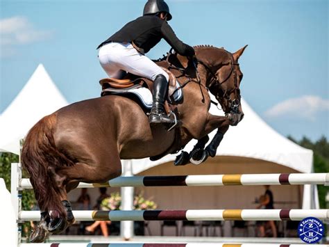 Consejos para comprar un caballo de salto | Zaragoza Hípica