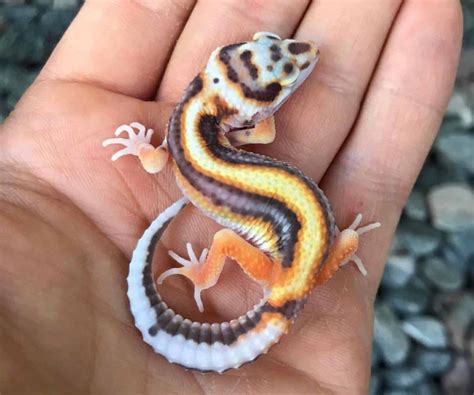 27 Most Popular Leopard Gecko Morphs (With Pictures 🦎)