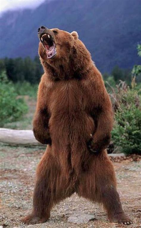 Kodiak bear (Ursus arctos middendorffi) threat display. Standing fully ...